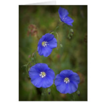 brisa azul tarjeta