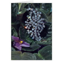 Broche del diamante tarjeta