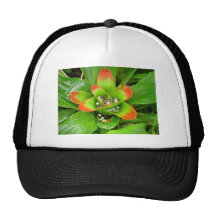 Bromeliaceae rojo y verde gorra