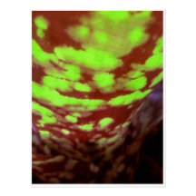 Bromeliad manchado tarjeta postal