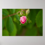 Brote color de rosa posters