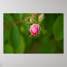 Brote color de rosa posters