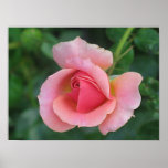 Brote color de rosa posters