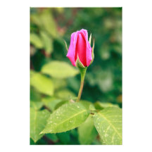 Brote color de rosa rosado impresiones fotograficas