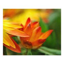 Brote de flor anaranjado por la tarde Sun Impresiones Fotograficas
