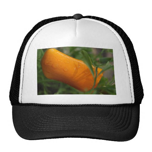 Brote de la amapola de California Gorra