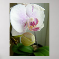 Brote de la orquídea posters