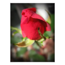 Brote del rosa rojo impresiones fotográficas