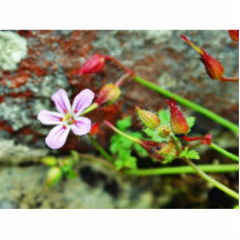 Brotes de flores azules esculturas fotograficas