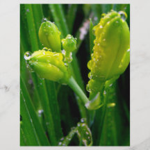 brotes verdes del lirio de la primavera tarjeta publicitaria