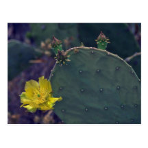 Brotes y flores del cactus tarjeta postal