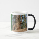 BROTHER TAZA