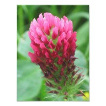Broto rojo de trébol cojinete