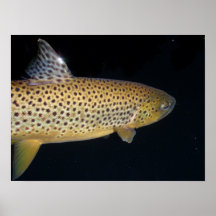 Brown de oro poster