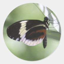 Brown negro y pegatina blanco de la mariposa
