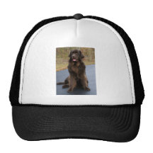 Brown Newfie Gorra