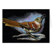 BROWN THRASHER en lápiz del color: Arte Felicitacion