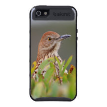 Brown Thrasher iPhone 5 Fundas