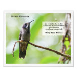 Brown Violetear Arte Con Fotos