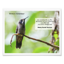 Brown Violetear Arte Con Fotos