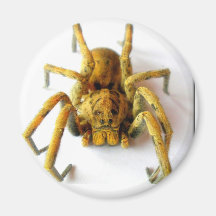 Brown Widow 2 Kühlschrankmagnete
