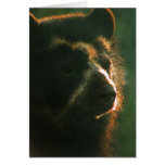 Bubu Notecard PB2 Tarjetas