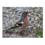 Buchfink chaffinch postkarten