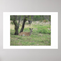 Buck. que se sienta poster