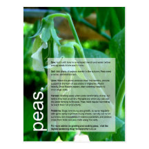 Buena guía cada vez mayor: Guisantes y maíz dulce Tarjetas Postales