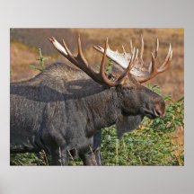 Buenos alces de Bull Poster