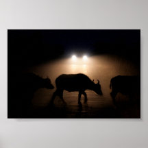 Búfalo africano del cabo impresiones