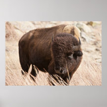 Búfalo Bull Poster