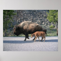 Búfalo de Yellowstone Poster