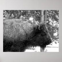 Búfalo en el parque nacional de Yellowstone Posters