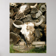 Búfalo muerto poster