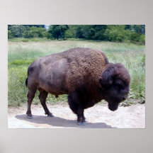 búfalo poster