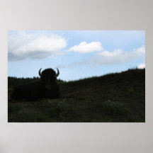 Buffallo Poster