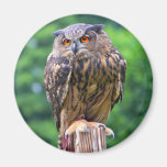 Búho de Eagle del eurasiático Iman Para Frigorífico