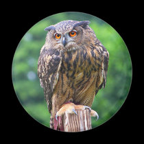 Búho de Eagle del eurasiático imanes