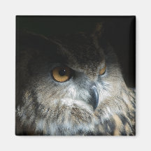 Búho de Eagle del eurasiático Imanes De Nevera