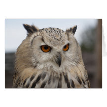 Búho de Eagle del siberiano Tarjeta