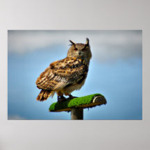 Búho de Eagle Posters