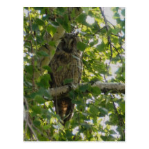 Búho espigado largo en el árbol - otus del asio postal
