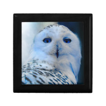 Búho observado azul de la nieve caja de regalo