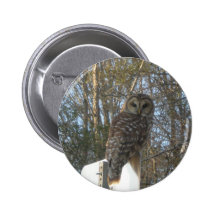 Búhos Pins