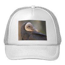 buitre gorras