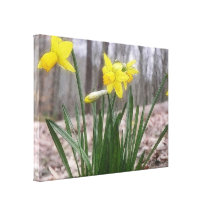 Bulbos de la primavera - narcisos lona estirada galerias