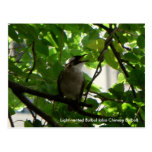 Bulbul del chino del pájaro del canto postales