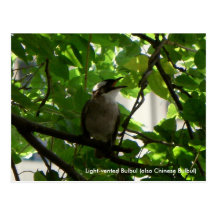 Bulbul del chino del pájaro del canto postales