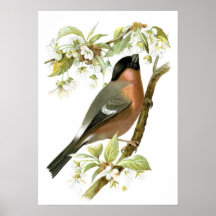 Bullfinch Impresiones
